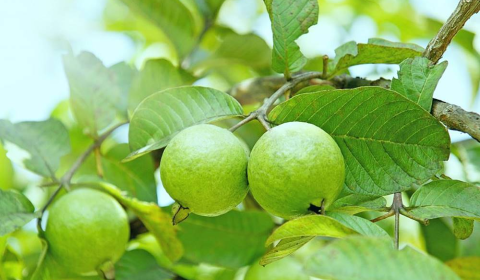 Kỹ thuật trồng cây ổi sai quả cho ra chất lượng tốt