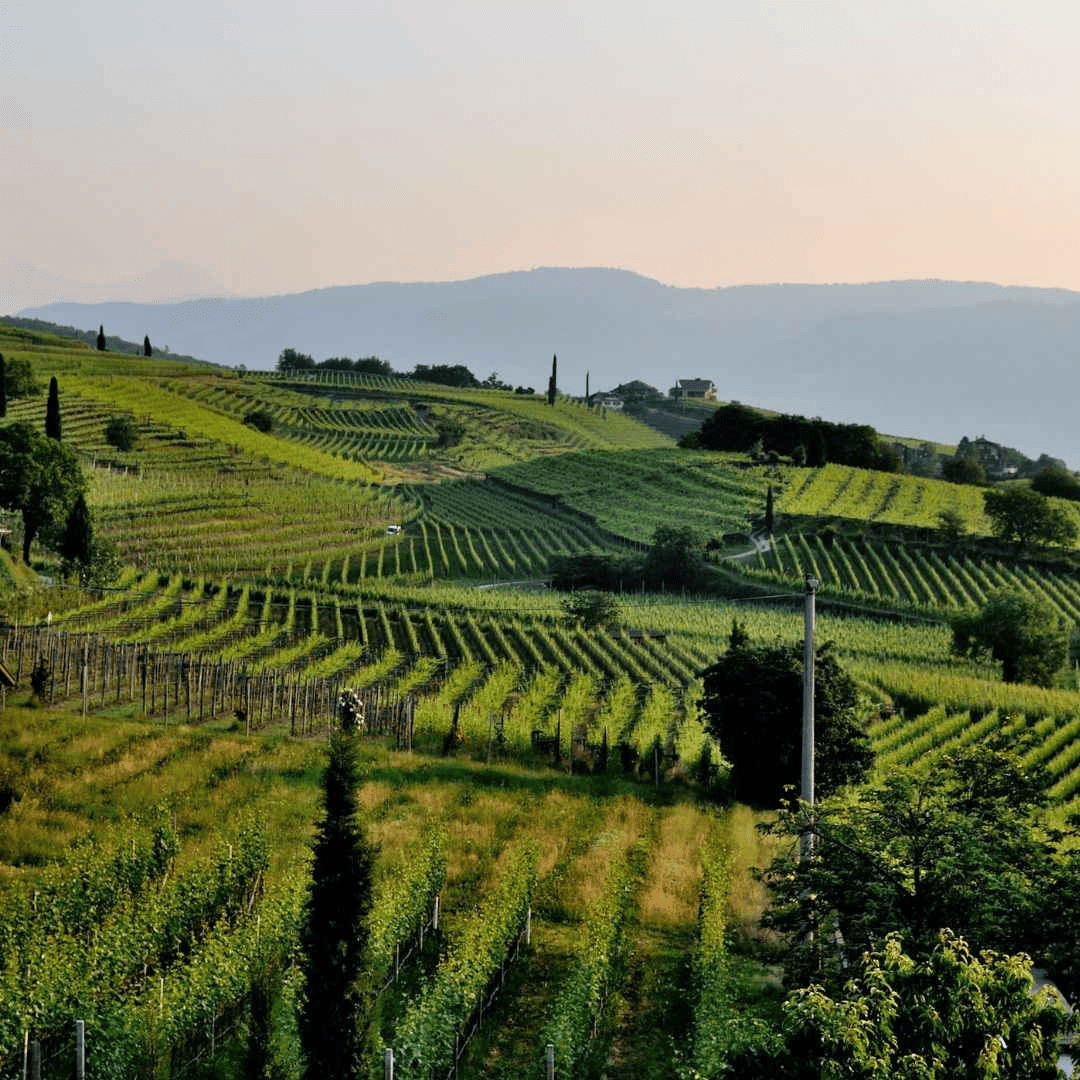 Vùng rượu vang Beaujolais