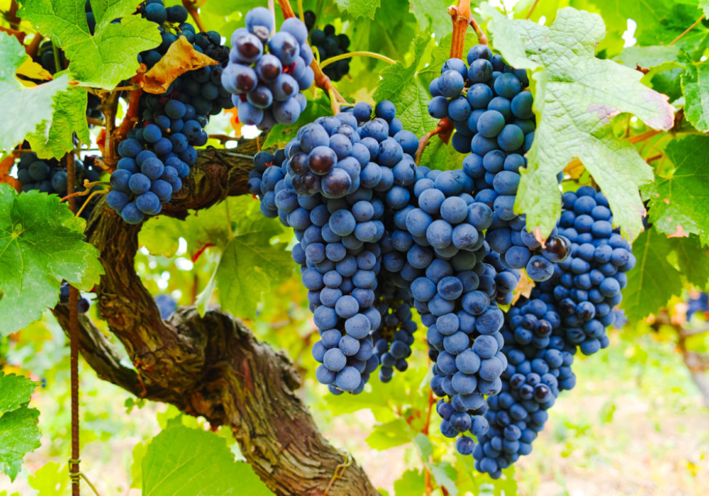 Grenache