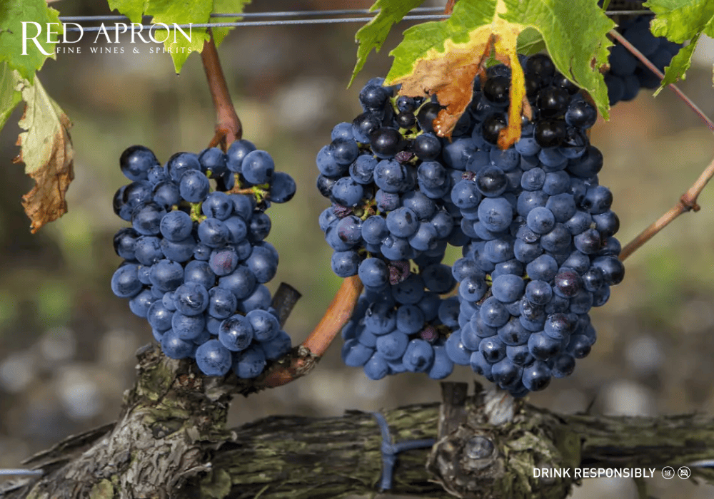 Nho làm rượu vang Chianti