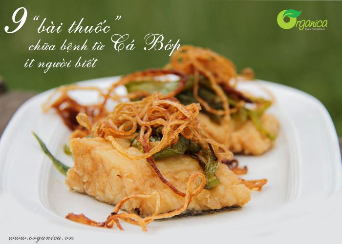 9 “bài thuốc” chữa bệnh từ cá bớp ít người biết