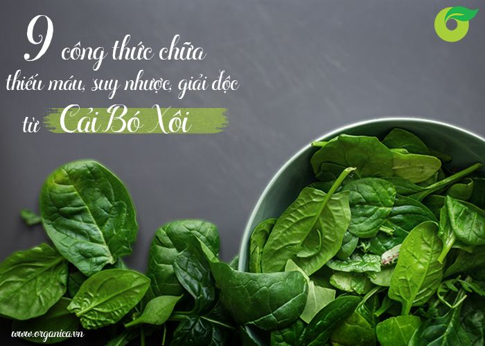 9 công thức chữa thiếu máu, suy nhược, giải độc từ cải bó xôi