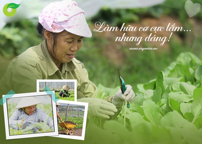 “Làm hữu cơ cực lắm... nhưng đáng...”