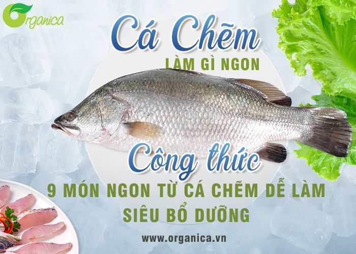Cá chẽm làm gì ngon? Công thức 9 món từ cá chẽm dễ làm, siêu bổ dưỡng