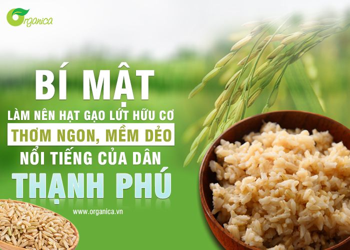 Bí mật làm nên hạt gạo lứt hữu cơ thơm ngon, mềm dẻo nổi tiếng của dân Thạnh Phú