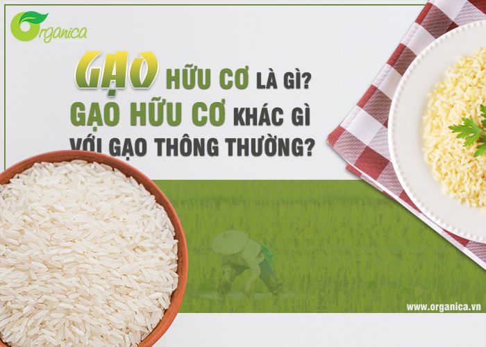 Gạo hữu cơ là gì? Gạo hữu cơ khác gì với gạo thông thường?