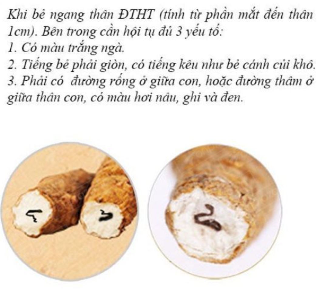 Cách phân biệt đông trùng hạ thảo thật giả