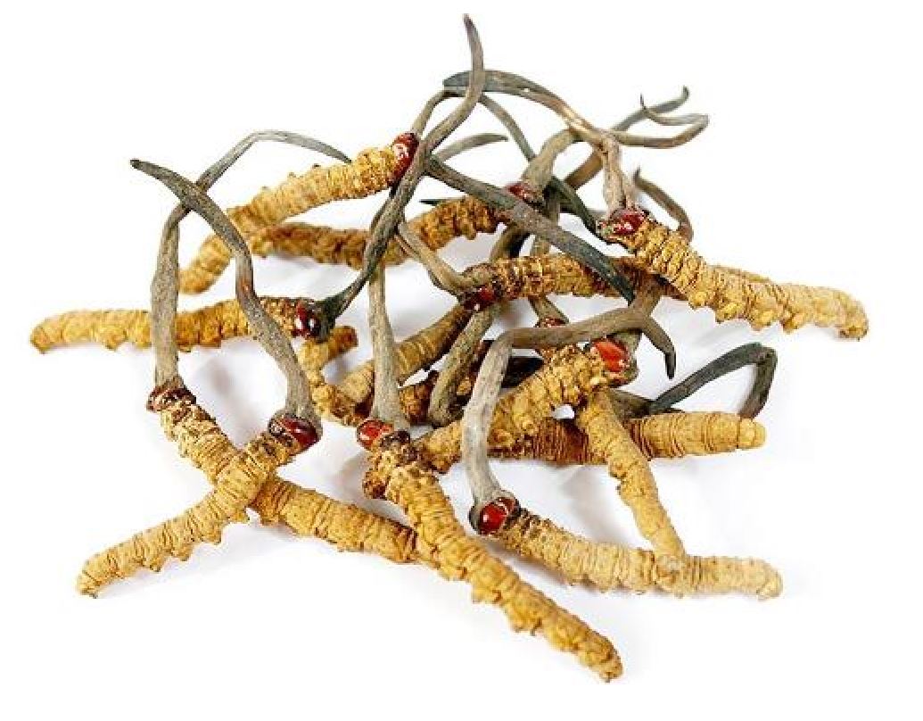 Đông trùng hạ thảo giá bao nhiêu?