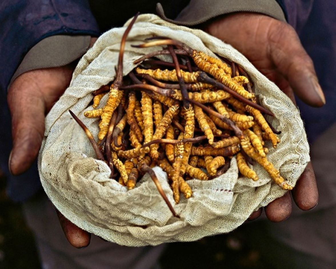 Đông trùng hạ thảo là gì?