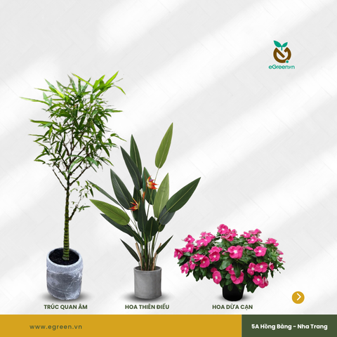 TOP 5 loại cây cảnh trồng trước nhà giúp vượng khí, thu hút nhiều tài lộc và may mắn cho gia chủ