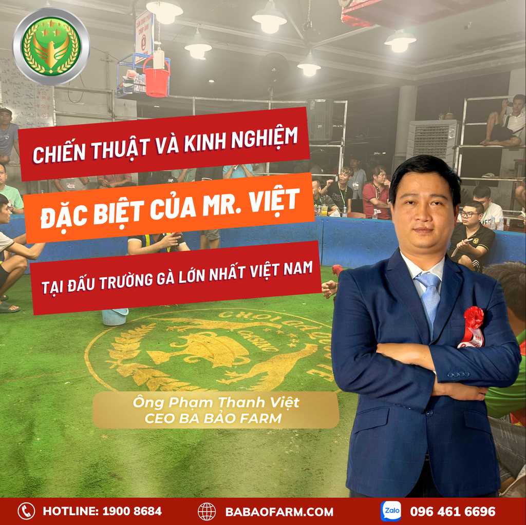 CHIẾN THUẬT VÀ KINH NGHIỆM ĐẶC BIỆT CỦA MR.VIỆT TẠI ĐẤU TRƯỜNG GÀ LỚN NHẤT VIỆT NAM