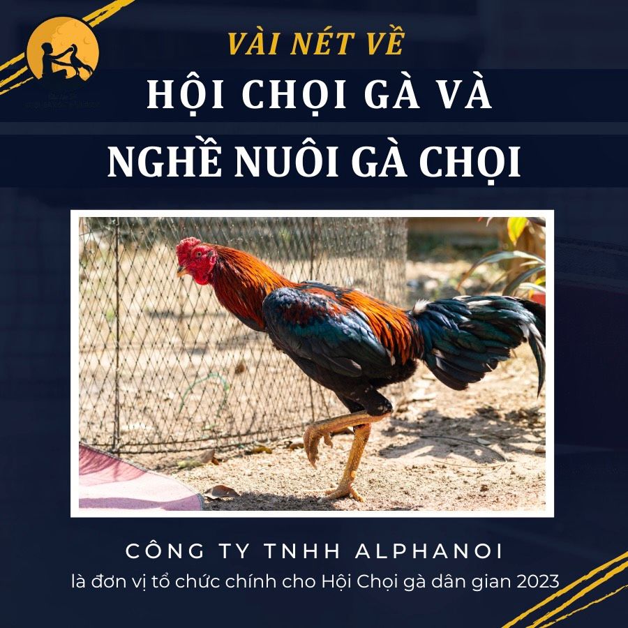 HỘI CHỌI GÀ ĐÒN DÂN GIAN VÀ NGHỆ THUẬT NUÔI GÀ CHỌI ĐÒN - KẾT NỐI VĂN HOÁ VÀ ĐAM MÊ