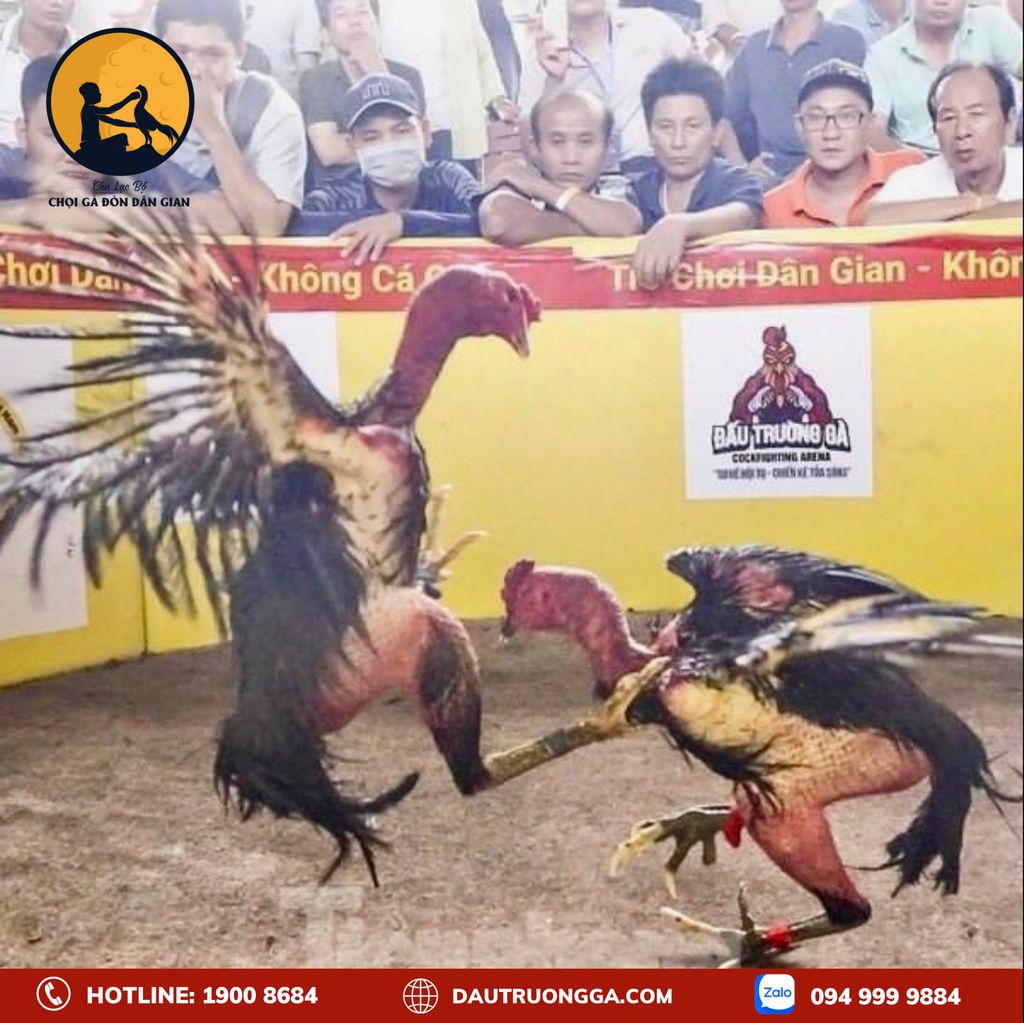 CHÚC MỪNG TRẠI GÀ QUANG THÀNH, TRẠI GÀ PHÙNG LUÂN VÀ TRẠI GÀ NGUYỄN VĂN TRỌNG - CÚP CHIẾN THẮNG ĐẦY TỰ HÀO TẠI HỘI CHỌI GÀ DÂN GIAN 2023