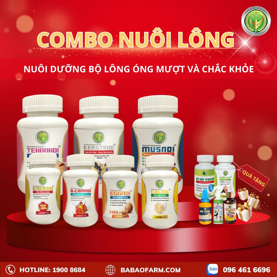 TẦM QUAN TRỌNG CỦA VIỆC NUÔI LÔNG CHIẾN KÊ - COMBO NUÔI LÔNG BA BẢO FARM