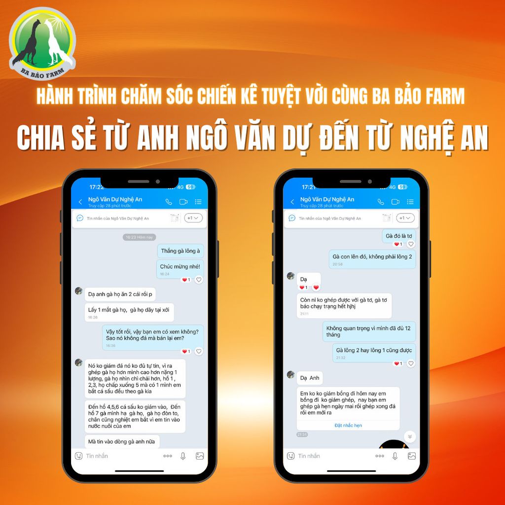 HÀNH TRÌNH CHĂM SÓC CHIẾN KÊ TUYỆT VỜI CÙNG BA BẢO FARM - CHIA SẺ TỪ ANH NGÔ VĂN DỰ, NGHỆ AN