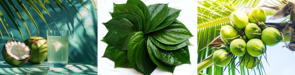 Uống nước dừa với lá trầu không có hại không? Bài thuốc dân gian