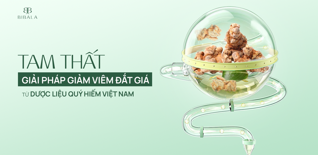 TAM THẤT - GIẢI PHÁP GIẢM VIÊM ĐẮT GIÁ TỪ DƯỢC LIỆU QUÝ HIẾM VIỆT NAM