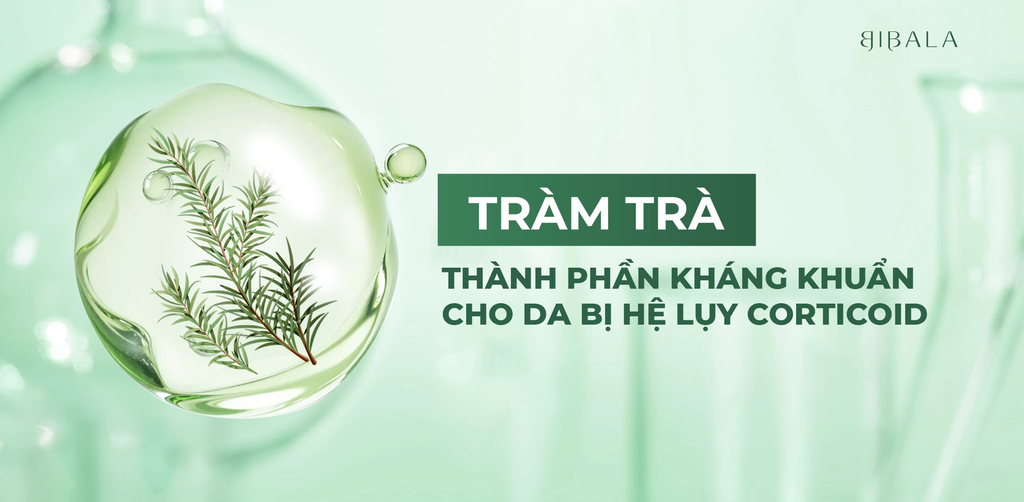 TRÀM TRÀ - THÀNH PHẦN KHÁNG KHUẨN TIỀM NĂNG CHO DA BỊ HỆ LỤY CORTICOID