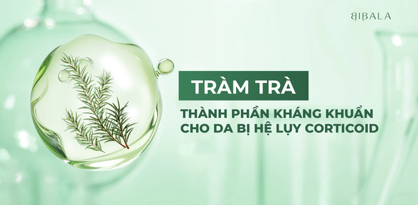 TRÀM TRÀ - THÀNH PHẦN KHÁNG KHUẨN TIỀM NĂNG CHO DA BỊ HỆ LỤY CORTICOID