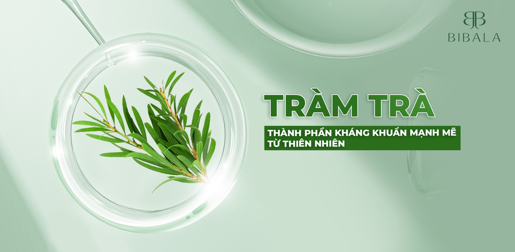 TINH DẦU TRÀM TRÀ - THÀNH PHẦN KHÁNG KHUẨN MẠNH MẼ TRONG CÁC SẢN PHẨM BIBALA