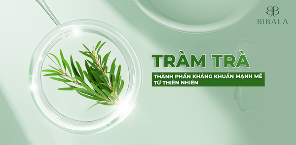 TINH DẦU TRÀM TRÀ - THÀNH PHẦN KHÁNG KHUẨN MẠNH MẼ TRONG CÁC SẢN PHẨM BIBALA