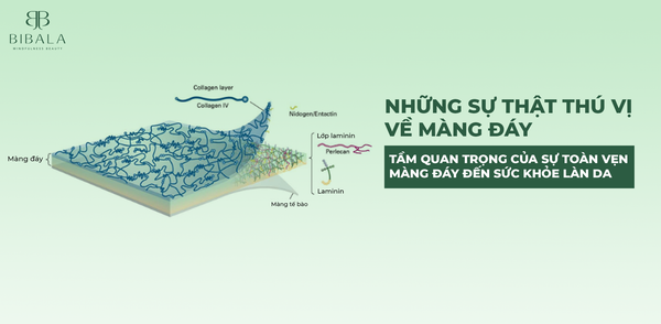 Những sự thật thú vị về màng đáy và tầm quan trọng của sự toàn vẹn màng đáy đến sức khỏe làn da