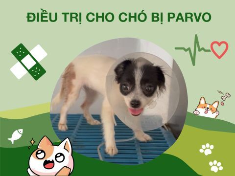 Điều trị Parvo - Bệnh viêm ruột truyền nhiễm cho chó