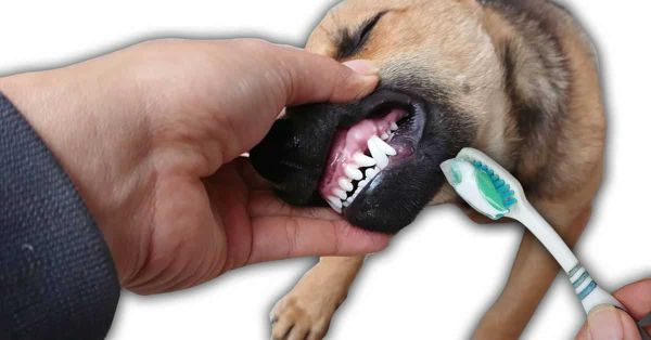Cách Đánh Răng Cho Chó Theo Phương Pháp Của Bác Sĩ Pethealth