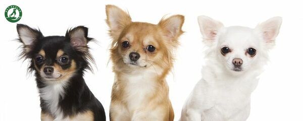 Chu kỳ động dục của chó Chihuahua: rủi ro và cân nhắc