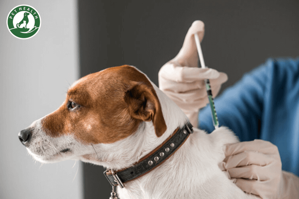 Lịch tiêm phòng cho chó con năm đầu chi tiết nhất
