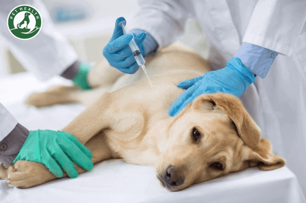 Giải đáp câu hỏi từ A – Z về việc tiêm vaccine cho thú cưng (Phần 2)