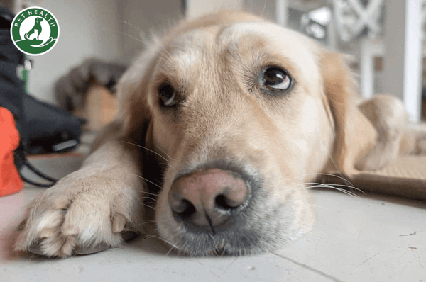 Cách điều trị bệnh ung thư mũi ở chó