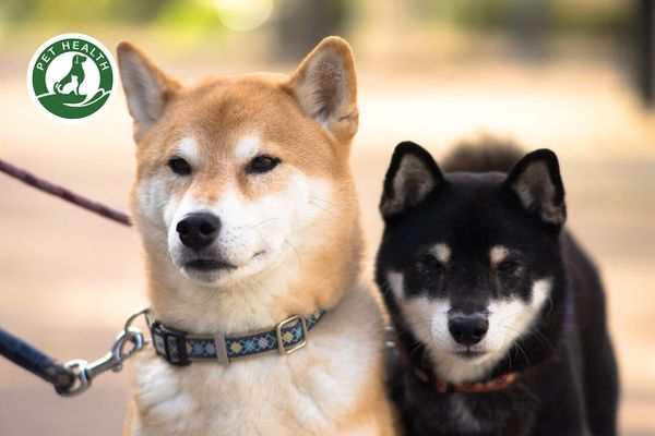 Shiba Inu – Chú chó đến từ xứ Phù Tang!