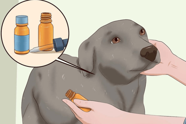 Thuốc Trị Ve Chó: Hướng Dẫn Cách Tiêm Thuốc Đúng Cách