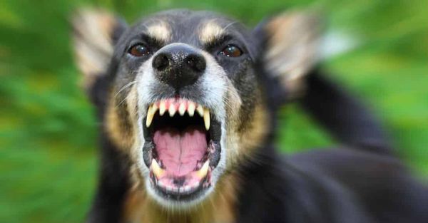 Bệnh Chó Dại: Triệu Chứng Và Cách Chẩn Đoán