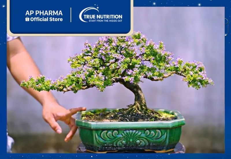 Cây Linh Sam: Khám Phá Vẻ Đẹp và Giá Trị Thực Tiễn Nổi Bật