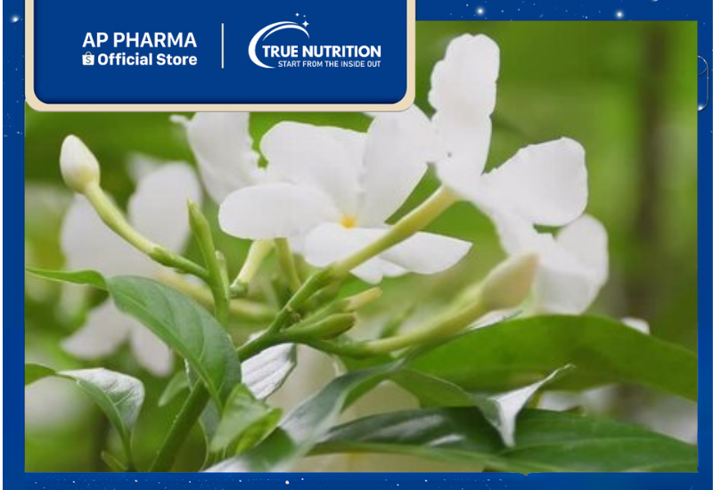 Ngọc Bút: Cây Cảnh Đẹp và Tác Dụng Kỳ Diệu Cho Sức Khỏe
