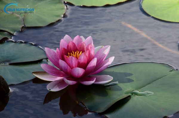 Hoa Sen Đẹp Nhất Khi Nào? Bí Quyết Chọn Sen Nở Đúng Mùa, Đúng Thời Điểm