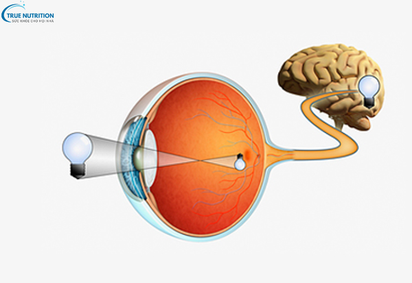 Bệnh glôcôm là gì? Những điều cần biết để bảo vệ thị lực của bạn