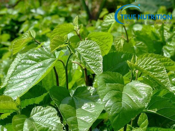 Cách chữa bệnh tiểu đường