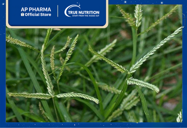 cây cỏ mần trầu