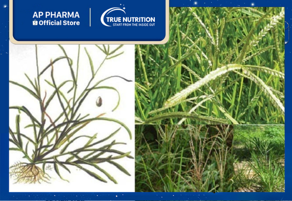 cây cỏ mần trầu