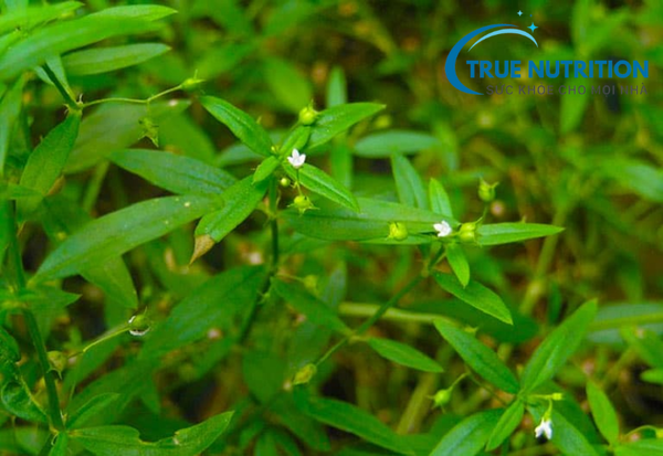 cây lưỡi đồng chữa bệnh gì