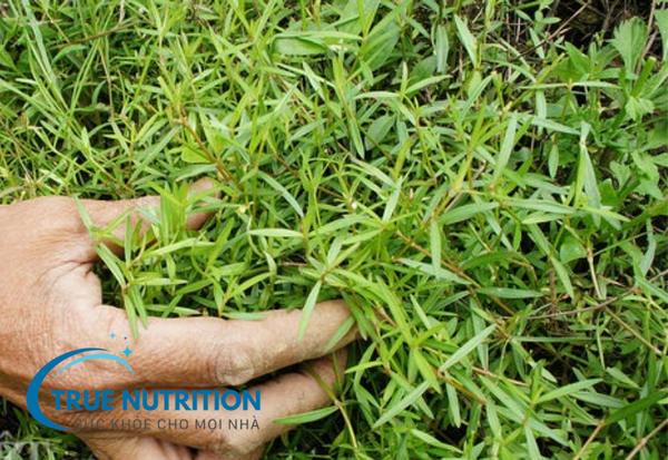 cây lưỡi đồng chữa bệnh gì