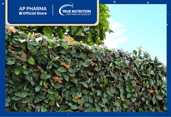 cây tắc kè thái