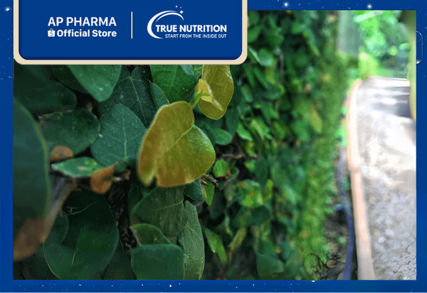 cây tắc kè thái