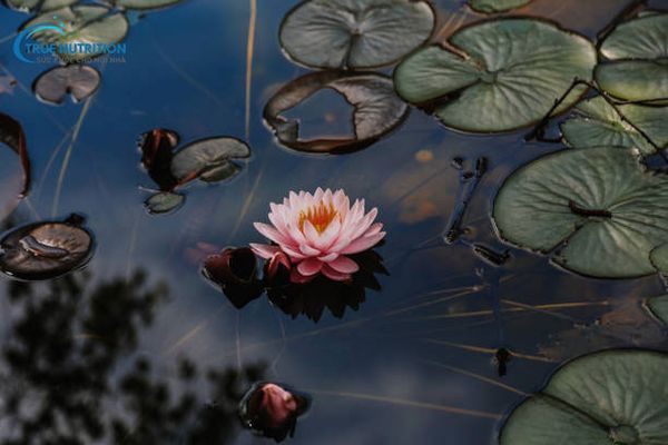 Hoa Sen Đẹp Nhất Khi Nào? Bí Quyết Chọn Sen Nở Đúng Mùa, Đúng Thời Điểm