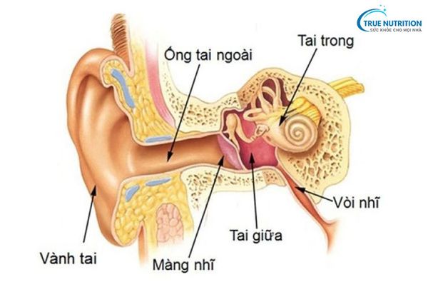 Viêm Tai Giữa Ở Trẻ: Vắc Xin Phế Cầu Và Viêm Tai Giữa