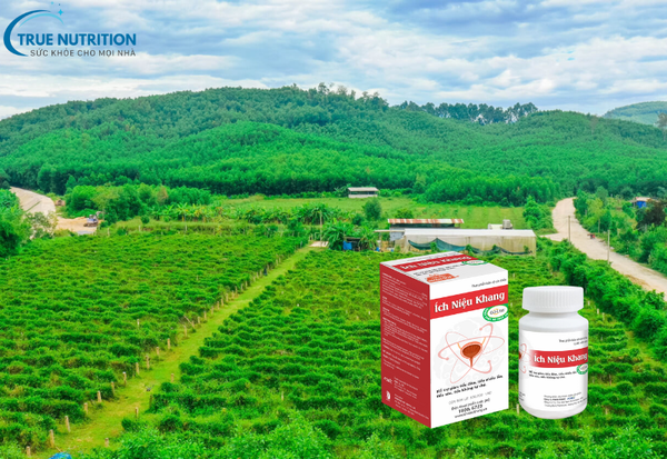 Ích Niệu Khang Thành Phần Dược Liệu Quý Hỗ Trợ Chức Năng Thận, Tiết Niệu