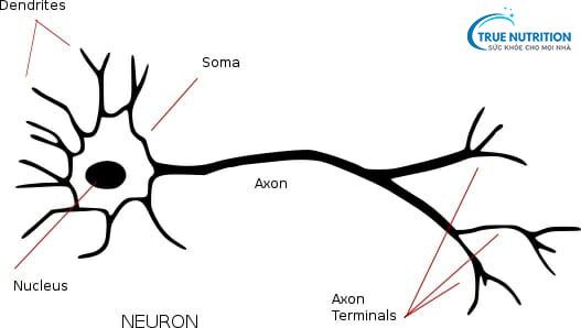 Tế Bào Xôma (Soma) Là Gì Ứng Dụng Tế Bào Soma Trong Nhân Bản Vô Tính Và Tái Lập Trình Tế Bào